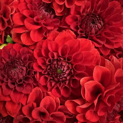 7 красных георгин
